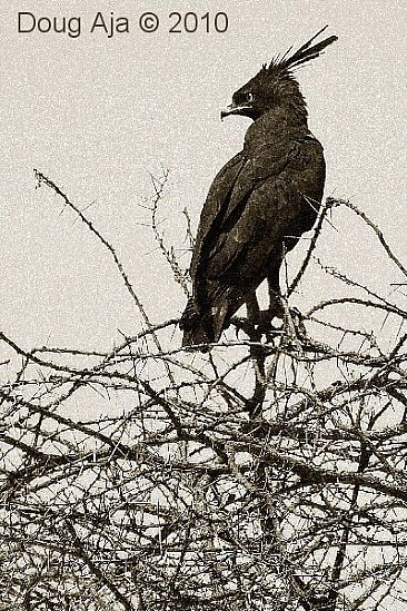 Long Crested Eagle - Long Crested Eagle by Douglas Aja