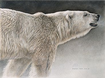 Polar Bear Study - Original drawing has been sold. Limited edition giclée watercolour paper print of Polar Bear Study is available for $199.00 framed. by Michael Pape