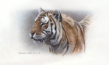 Siberian Tiger Study - Siberian Tiger - Original Acrylic Painting / Study has been sold. Limited edition canvas gicle print is avilable for $199.00 framed. by Michael Pape