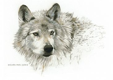 Wolf Head Study - Gray Wolf Study - Original Mixed Media Drawing has been sold. Limited edition canvas gicle print is avilable for $399.00 framed. by Michael Pape