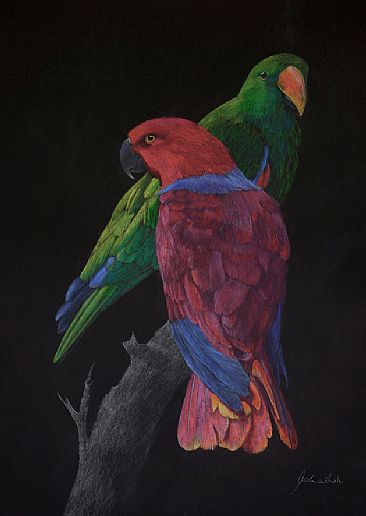 Eclectus Parrots - Eclectus Parrots by Pete Marshall
