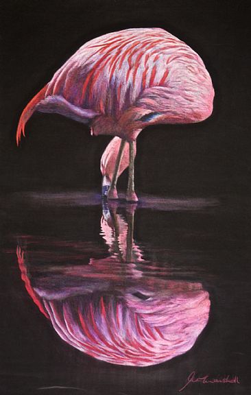 Cosmic Reflections - Flamingo by Pete Marshall