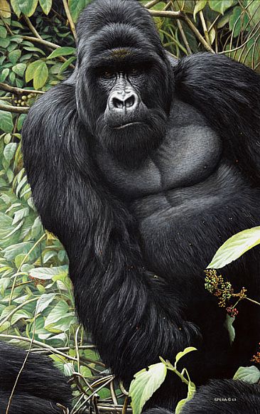 King Kasaringa - Silverback Mountain Gorilla by Edward Spera