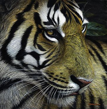 Calculating The Odds - Bengal Tiger by Edward Spera