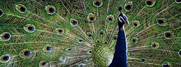 Colours of India - Peacock by Edward Spera