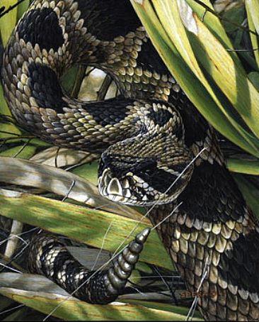Ready To Strike - Eastern Diamondback Rattlesnake by Edward Spera