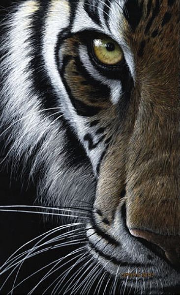 Eye Of India - Bengal Tiger by Edward Spera