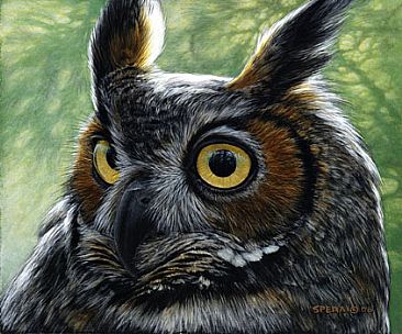 Great Horned Owl - Great Horned Owl by Edward Spera