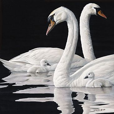 Henley's Royal Family - Mute Swans by Edward Spera