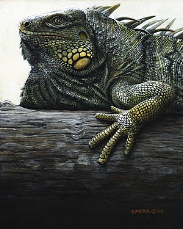 Iguana - Green Iguana by Edward Spera