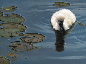 My Second Day - Baby Mute Swan by Edward Spera