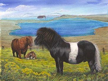 Ponies At Eshaness, Shetland - Shetland Pony in a Shetland landscape showing the  by Anne Barron