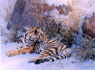 Siberian Dawn - Siberian tiger cub  by Beth Hoselton