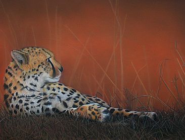 Sundowner - Cheetah by Edward Hobson