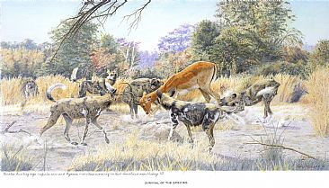 Survival of the Species - Painted African Dog by Chris McClelland