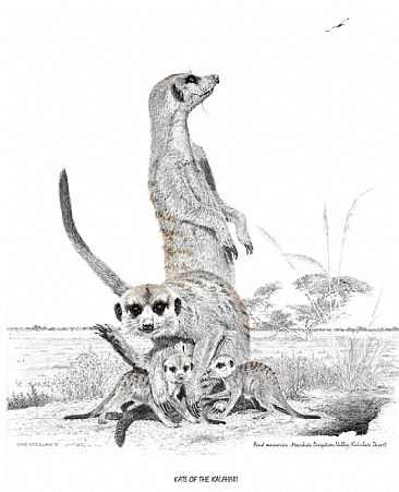 Kats of the Kalahari - Meerkats by Chris McClelland