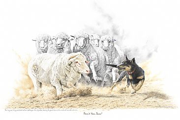 Don't You Dare - Kelpie working dog and Merino Sheep by Chris McClelland