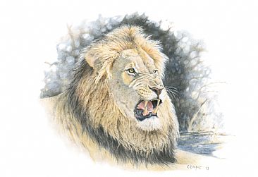 Lion's Head - A Lion's Head by Chris McClelland