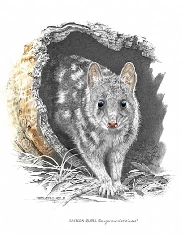 Eastern Quoll - An Australian Eastern Quoll by Chris McClelland