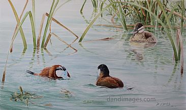 Face Off - Male ruddy ducks competing for female's attention by Daniel Davis
