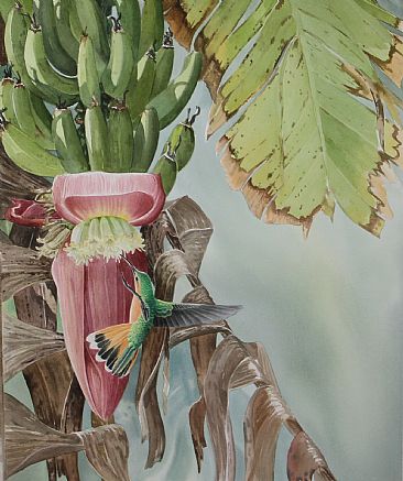 Female Rufous Saberwing and banana flower - Rufous Saberwing female by Daniel Davis