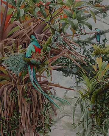 Quetzal | Lost in the Profusion - Resplendent Quetzal by Daniel Davis