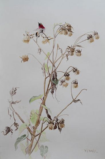 Wine Throated Hummingbird | Morning Stretch  - Wine Throated Hummingbird  by Daniel Davis