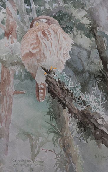 Pygmy Owl Study  - watercolor study of pygmy owl by Daniel Davis