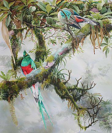 Quetzal | Catching a Peek - Resplendent Quetzal by Daniel Davis