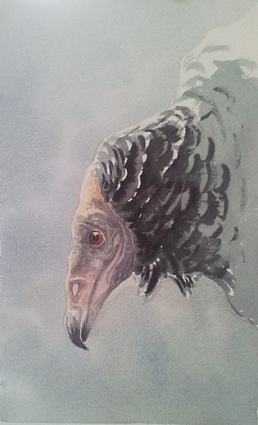 Study | Immature Turkey Vulture - Inmature Turkey Vulture (tropical bird) by Daniel Davis