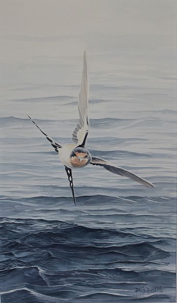 Course Correction  - Hirundo rustica (barn swallow) by Daniel Davis
