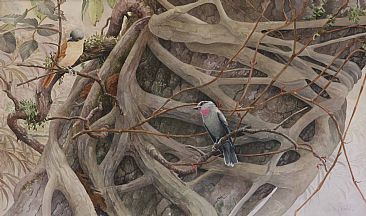 Rose-Throated Becards (Pachyramphus aglaiae)  - Pair of Rose-Breasted Becards and Strangler Fig by Daniel Davis