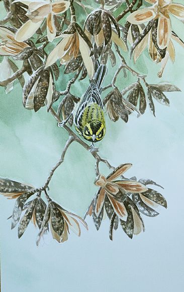 Townsend's Warbler Study - Townsend's Warbler by Daniel Davis