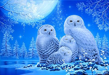 My Little Angels - Snow Owls by Kentaro Nishino