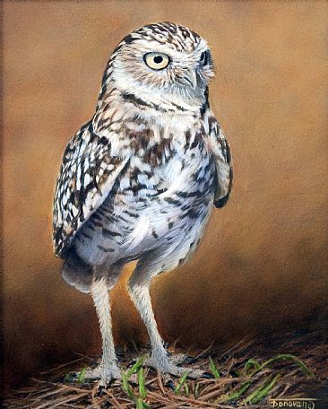 Out from Under - Burrowing Owl by Tim Donovan