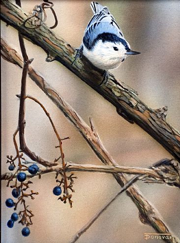 In The Grapevines - Nuthatch by Tim Donovan