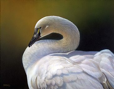 Elegant in White - Swan by Tim Donovan