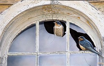 Window Shopping - Barn Swallows by Tim Donovan