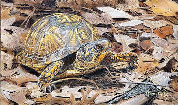 Slow but Sure - Box Turtle by Tim Donovan