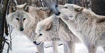 Board of Directors - Arctic Wolves by Tim Donovan