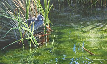Afternoon Rest - American Coot by Emily Lozeron