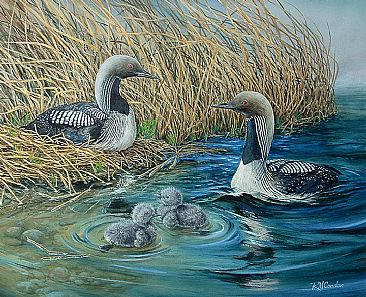 Arctic Loons - Arctic Loons by RoseMarie Condon