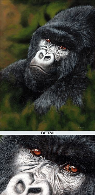 Heir Apparent - Silverback Mountain Gorilla by Jason Morgan