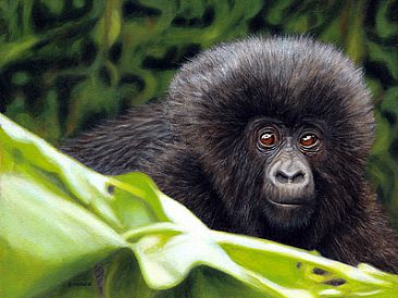 New Beginning - Infant Mountain Gorilla - Gorilla Infant by Jason Morgan