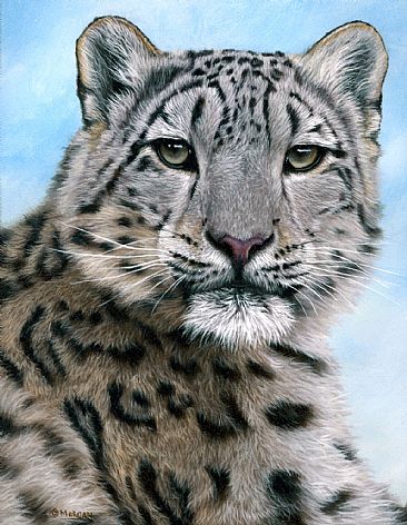 Snow Leopard - original painting - Big Cats by Jason Morgan
