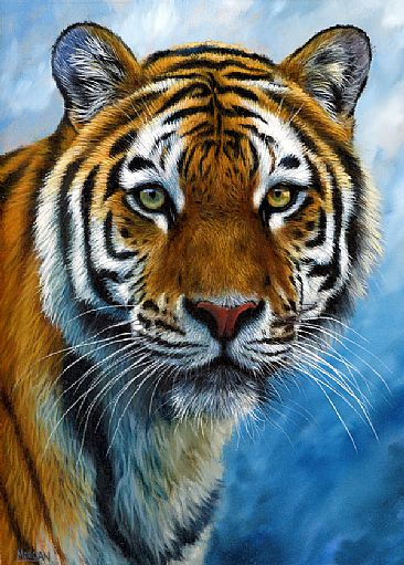 Tiger - big cats by Jason Morgan