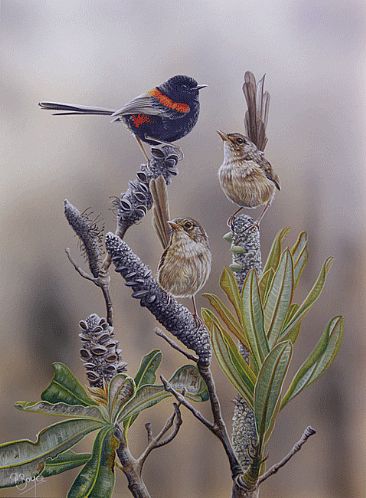 Guarding Their Patch - Red-backed Wrens and Banksia Integrifolia by Peta Boyce