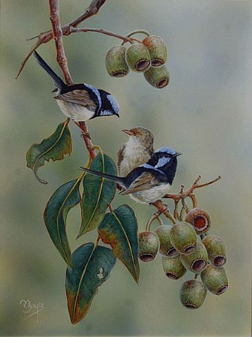 Permission to Join You - Superb Fairy Wrens by Peta Boyce