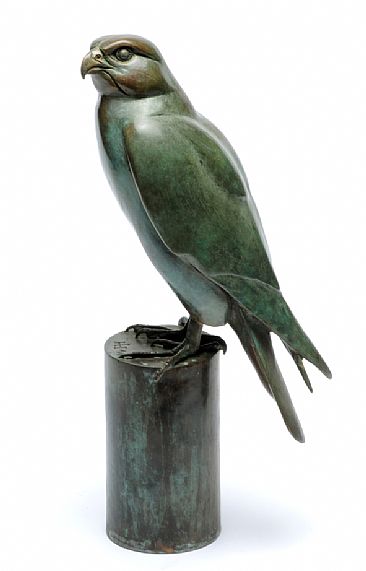 Peregrine Falcon -  by Martin Hayward-Harris