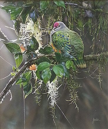 CATCHING THE LIGHT - ROSE CROWNED FRUIT DOVE by Stephen Jesic